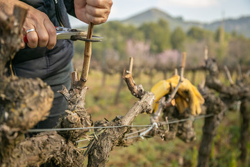 female hands pruning vines