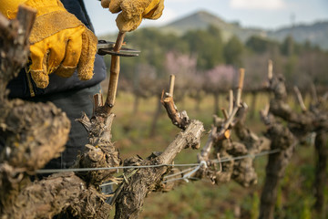 female hands pruning vines with protective gloves - Powered by Adobe