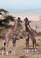 Baby giraffes look around in Serengeti
