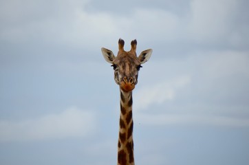 Close-up of tall giraffe with blue sky in background
