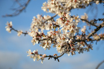 blooming branches of almond trees