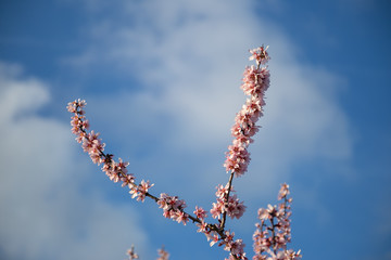 blooming branches of almond trees