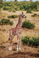 Baby giraffe in Serengeti