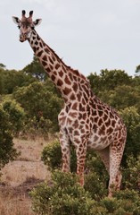 Naklejka na ściany i meble Tall giraffe