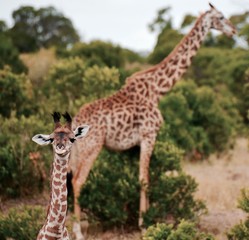 Baby giraffes looks around while mother stares in the background