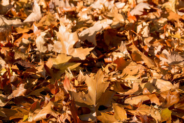 The beautiful colors of autumn/fall leaves.  Taken in Cardiff, South Wales, UK