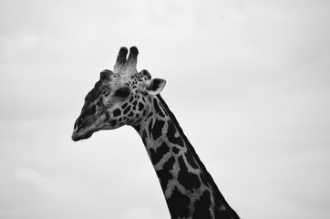 B&W portrait of giraffe