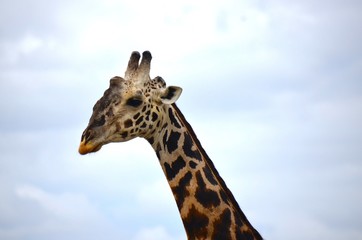 Portrait of giraffe