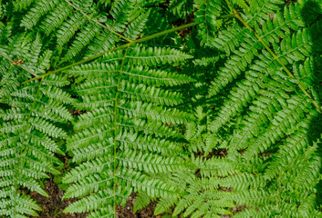 Closeup of fern leaves in vibrant green.