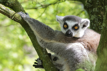 Portrait Katta - Lemur Catta - hängt im Baum