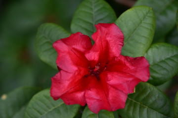 Ruellia simplex