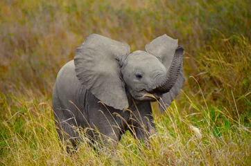 Foto auf Acrylglas Baby elephant playfully swinging trunk © Phoebe