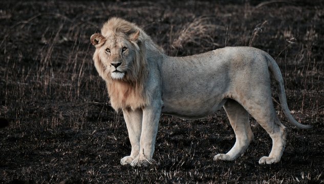 Young, male lion stares off into distance of dry lands