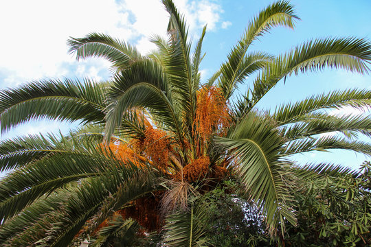 Date palm fruits ripen on the tree