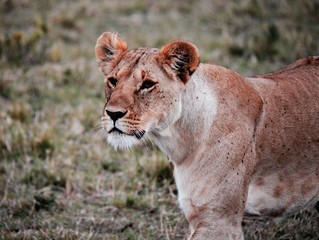 Female lioness looking into distance at possible prey