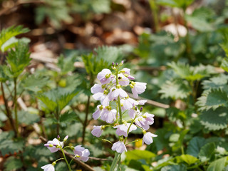 Cardamine pratensis - Cardamine des près ou cresson des près, petites fleurs sauvages des prairies