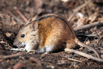 The striped field mouse