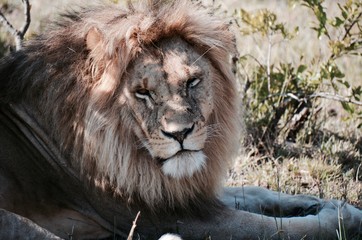 Male lion staring into distance