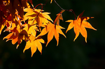 Fototapeta na wymiar The beautiful colors of autumn/fall leaves. Taken in Cardiff, South Wales, UK