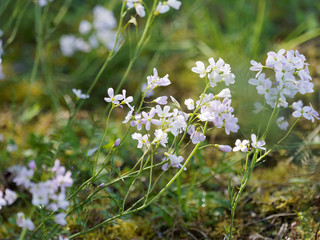 Cardamines des près ou cressons des près (Cardamine pratensis)