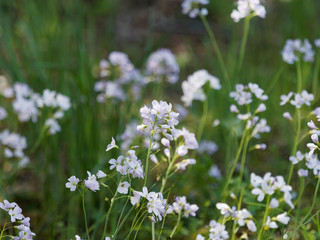 Fototapeta premium Cardamines des près ou cressons des près (Cardamine pratensis) 