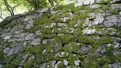 石垣とコケ