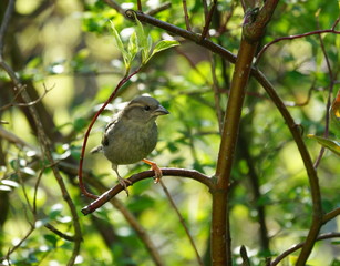 Fototapeta premium Garten,Hecke,Lebensraum,Sperling
