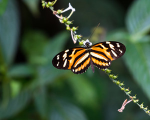 A Sweet Oil butterfly on wild flowers.