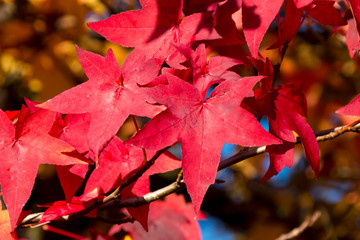 Fototapeta na wymiar The beautiful colors of autumn/fall leaves. Taken in Cardiff, South Wales, UK