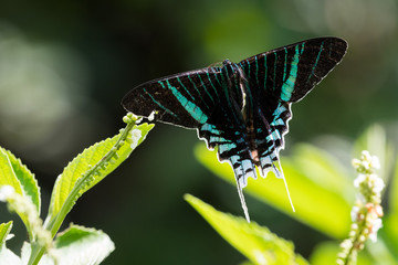 A Green Banded Urania sits on a leaf in the rain forest.