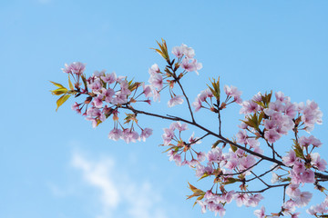 Cherry blossom in spring for background or copy space for text