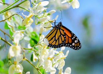 Fototapeta na wymiar Monarch butterfly on a Moringa Tree.