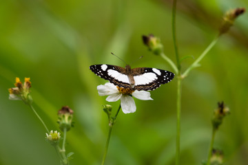 A White Crescent butterfly on a wild flower.