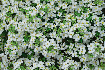 White small flowers natural pattern. Top view.