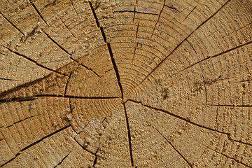 Fototapeta premium cross section of tree trunk