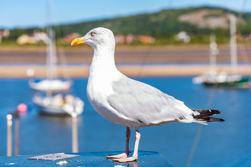 Obraz premium Seagull near a harbour