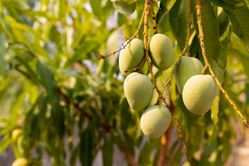 Raw wild green mangoes hanging on branch of mango tree
