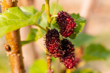 Fresh mulberry, black ripe and red unripe mulberries hanging on branch 