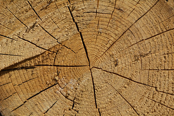 Fototapeta premium cross section of tree trunk