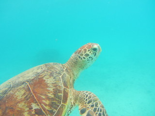 Loggerhead turtle swimming in the cobalt blue sea of ​​Miyakojima