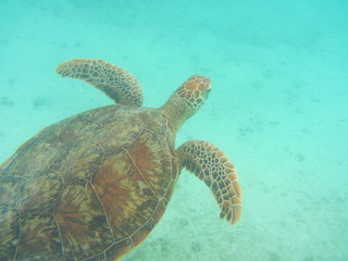 Loggerhead turtle swimming in the cobalt blue sea of ​​Miyakojima 2