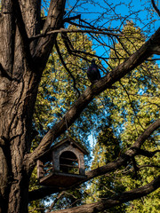 Bird Dove Spring Goloseevsky Botanikal Park