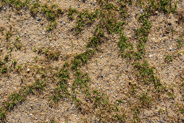 Small green short grass grow over flat sand ground background texture pattern.