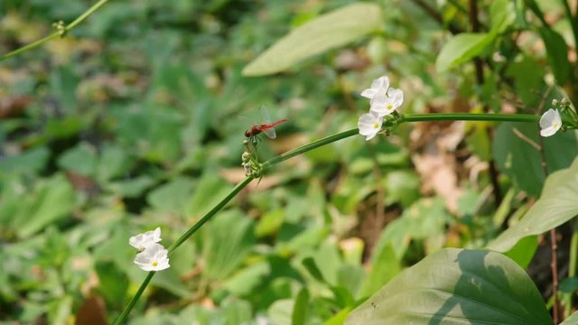 a dragonfly is resting on spade-leaf sword branch with white flower