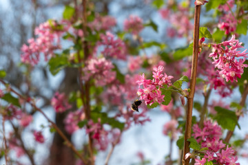 bee and pink flowers in spring