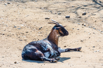 Goat. Portrait of a goat on a farm in the village. Beautiful goat posing.