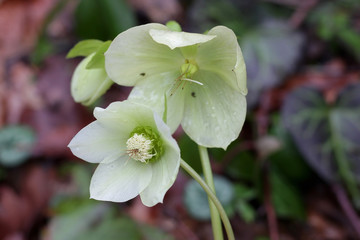 Flowers of mountain forest wild,sed in medicine,close-up,Helleborus caucasicum L, .