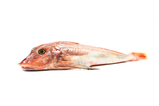 Red Gurnard Fish