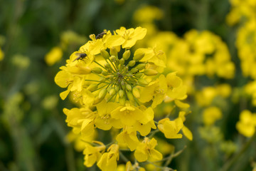 yellow flowers in field
