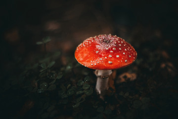 Red fly agaric on a dark background in the forest. Poisonous mushroom. Macro. Mushroom with a red...